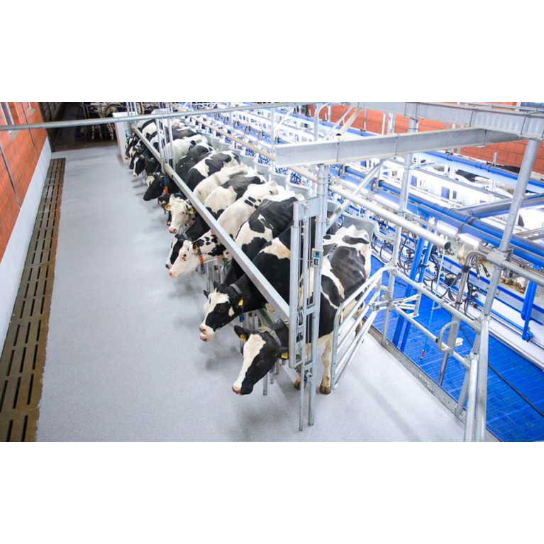 Доильный зал по типу "Ёлочка"